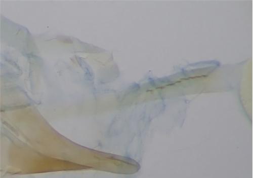 Caloptilia populetorum